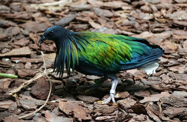 Close up of a Nicobar Pigeon with beautiful green and blue feathers