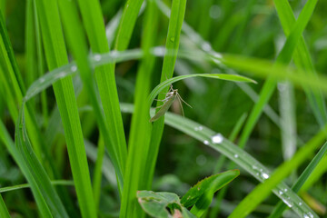 The butterfly sits in the grass after the rain. Dew drops on the grass.