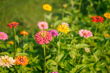 Bright, colorful row of zinnia flowers growing in a field. Focus on a large pink bloom.