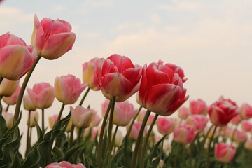 beautiful pink tulips in a bulb field in the dutch countryside in springtime closeup