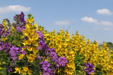 a border in the garden with yellow loosestrife and purple pelargoniums closeup and a blue sky in springtime