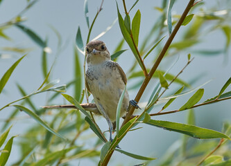 shrike on the branch
