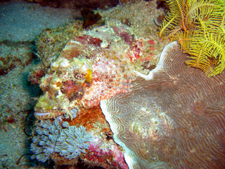 Tasseled Scorpionfish (Scorpaenopsis Oxycephala) in the filipino sea 25.10.2014