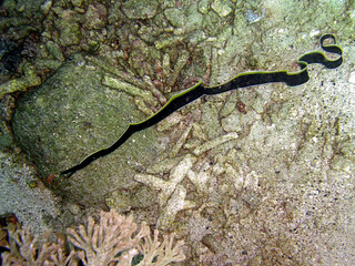 Ribbon Eel (Rhinomuraena Quaesita) in the filipino sea 7.2.2015