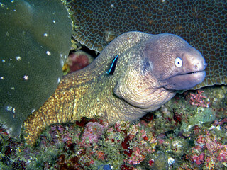 White eyed Moray (Gymnothorax Thyrsoideus) in the filipino sea 8.2.2015