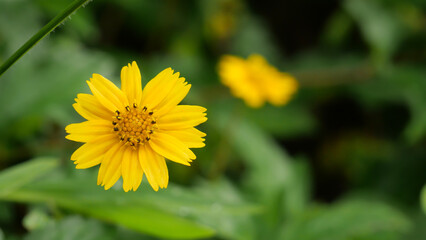 Yellow jacobaea vulgaris flowers with green background
