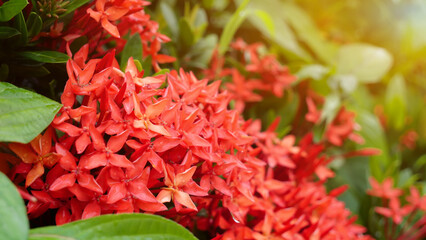 Beautiful red ixora in the garden with sun light in background.