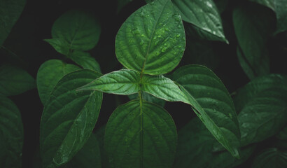 Full Frame Shot Of Wet Leaves