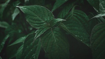 Full Frame Shot Of Wet Leaves