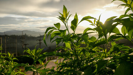 Close-up of fresh green plants with sunlight in the evening