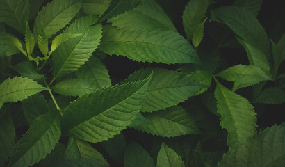 dark green leaves background Abstract green texture, nature backgrounds, tropical leaves