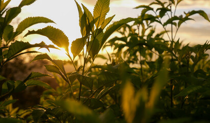 Close-up of fresh green plants with sunlight in the evening