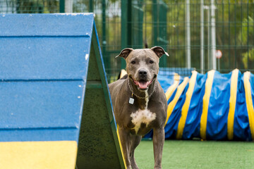 Pit bull dog playing in the park. Dog place with toys like a ramp and tire for him to exercise.