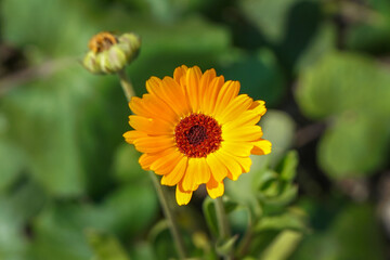 A common marigold flower