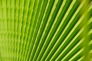 Obraz premium Natural background with copy space. Selective focus texture of green palm leaf. Palm tree leaf surface.