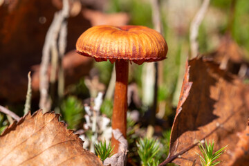 Mushroom Cortinarius uliginosus in forest