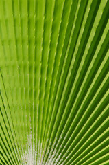 Fototapeta premium Natural background with copy space. Selective focus texture of green palm leaf. Palm tree leaf surface.