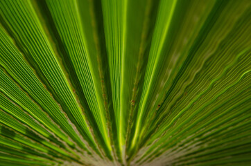 Selective focus texture of green palm leaf. Palm tree leaf surface. Natural background with copy space.