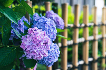 Fototapeta premium blue hydrangea flowers