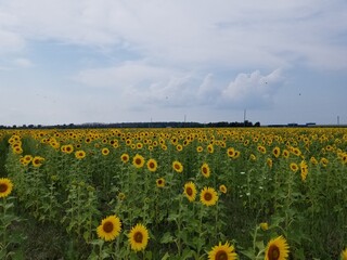 Obraz premium Sunflower Field