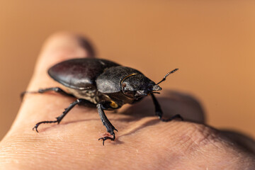 Close-up of a female stag beetle, lucanus cervus