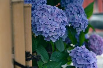Fototapeta premium blue hydrangea flowers