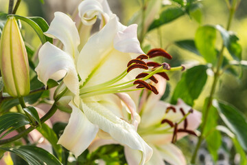 Close-up of a giant tree lily blossom