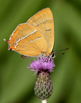 Brown Hairstreak