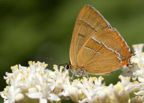 Brown Hairstreak