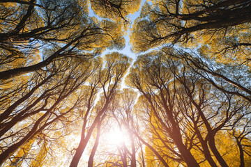Atmospheric autumn landscape. A bottom-up view of the crowns of the branches of yellow autumn...