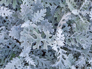 Close up of senecio cineraria. Natural pattern or background