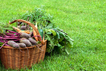 Fototapeta Koszyk pełen świeżych warzyw. Ekologiczne warzywa uprawiane w przydomowym ogródku obraz