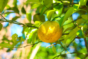 fresh citrus growing on a tree. Vivid colored fruit background