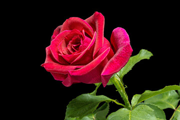 Red flower of rose, isolated on black background