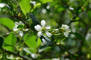 cherry blossoms on a branch in summer