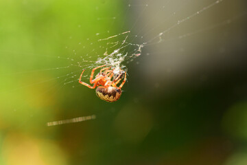 spider on the web in summer