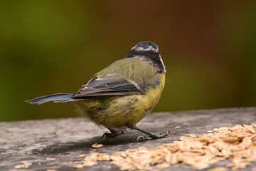 Obraz premium Blaumeise