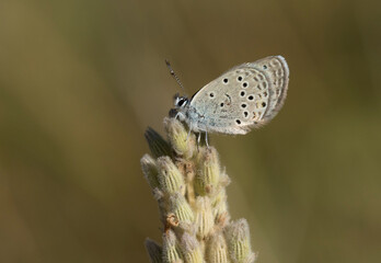 Anatolian Odd-spot Blue