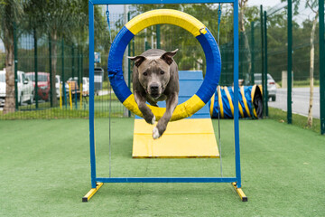 Pit bull dog jumping the tire while practicing agility and playing in the dog park. Dog place with...