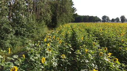 Obraz premium field of yellow flowers