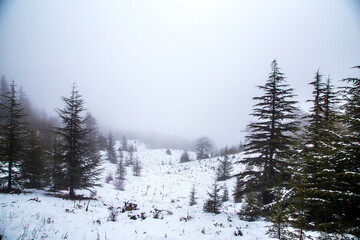 Winter landscape in Antalya Cedar forests
