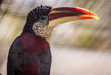 Curl-crested aracari / Bird similar to a hornbill 