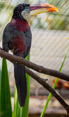 Curl-crested aracari / Bird similar to a hornbill 