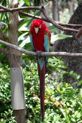 Red Macaw on a branch at the Zoo