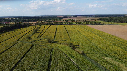 vineyard © Marcin