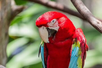 Red Macaw 