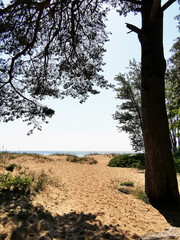 Veiw on pine tree and Baltic sea coast with sand beach and blue sea.