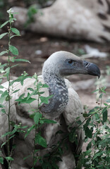 African Vulture