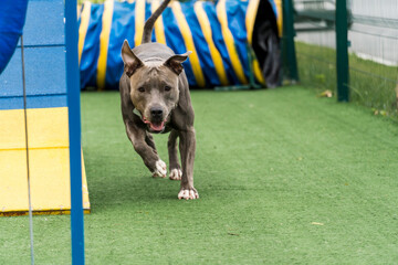 Pit bull dog playing in the park. Dog place with toys like a ramp and tire for him to exercise.
