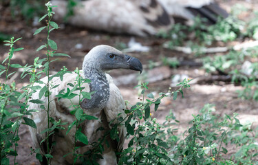 African Vulture